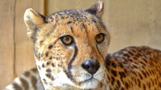 Gepard (1).jpg